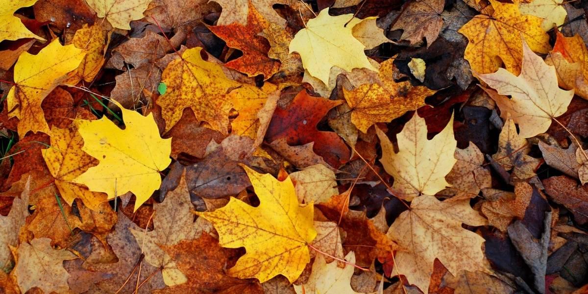 Pauta Musical, 19/05/2018 - Outono, folhas secas