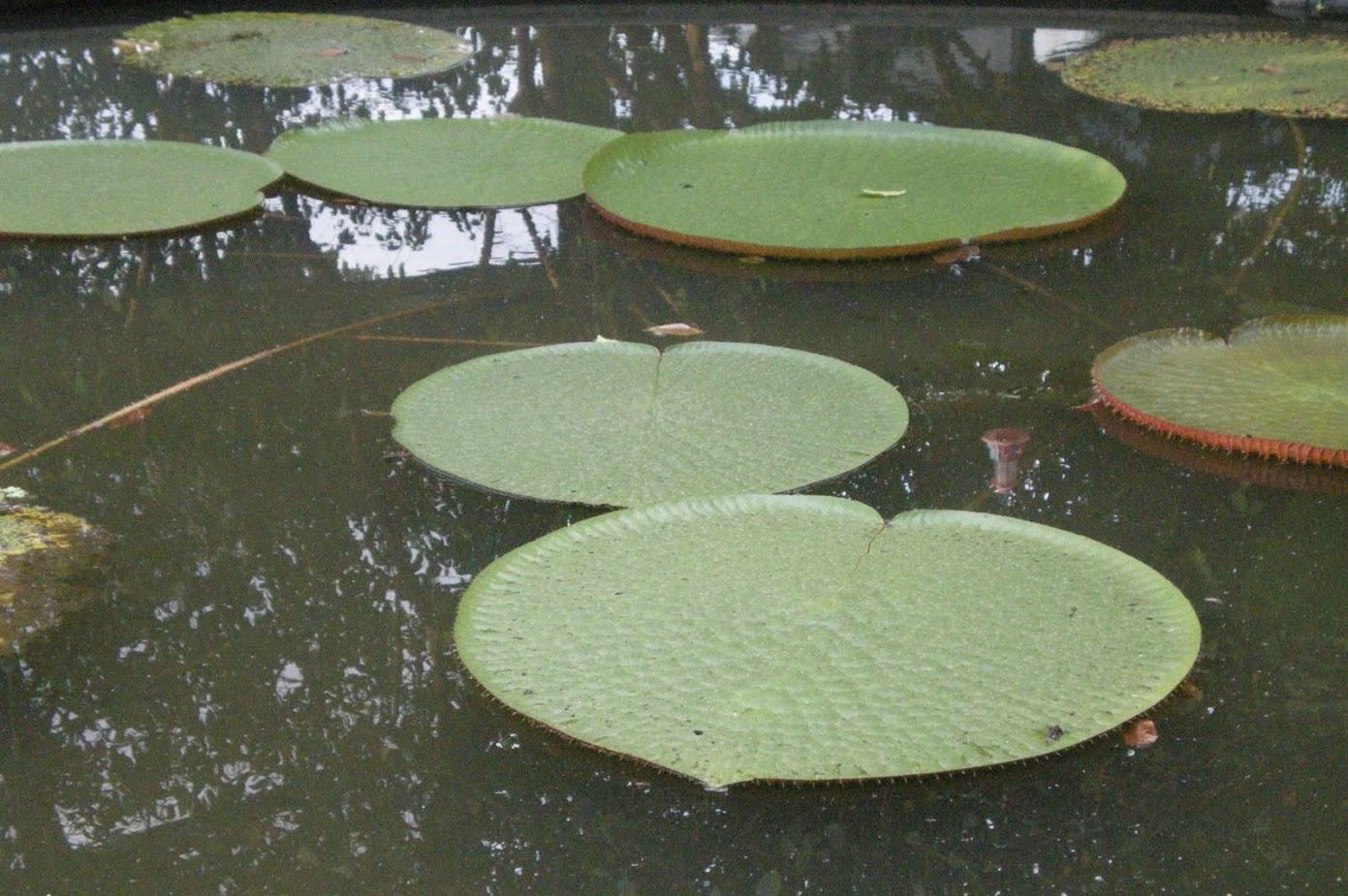 Floresta Amazônica - vitória régia - meio ambiente - Amazônia