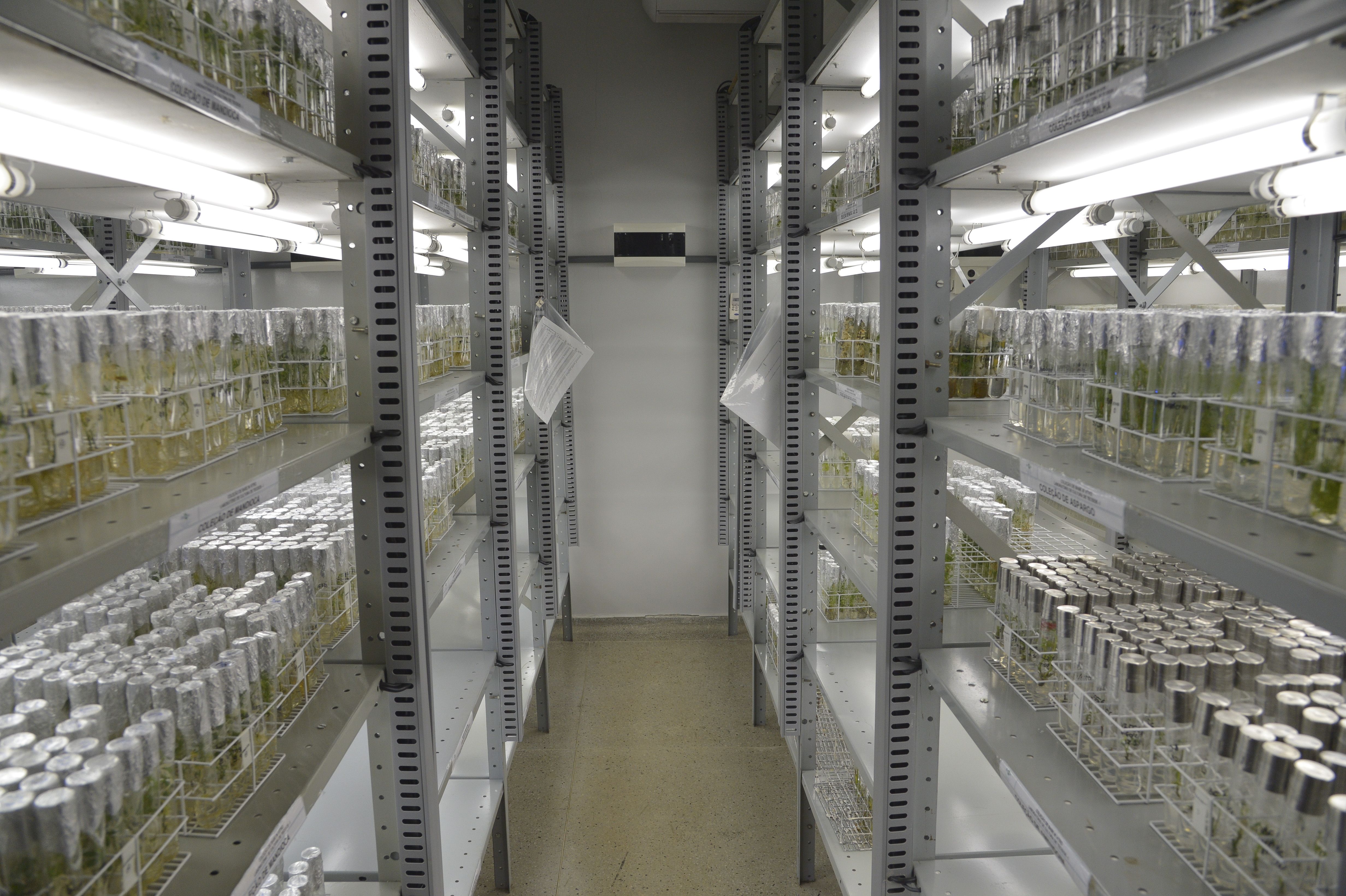 Tecnologia - Pesquisa - Biotecnologia laboratório genoma embrapa Fotos Institucionais