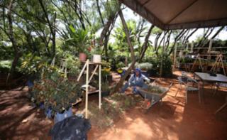 Viveiro aberto e Sarau.