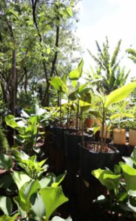 Viveiro aberto e Sarau.