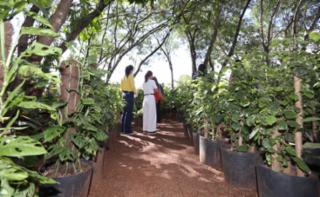 Viveiro aberto. Papo sobre compostagem com distribuição de mudas para participantes.