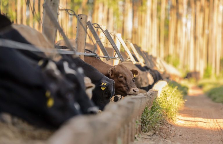 Agropecuária - criação de animais - bovinos carnes bois