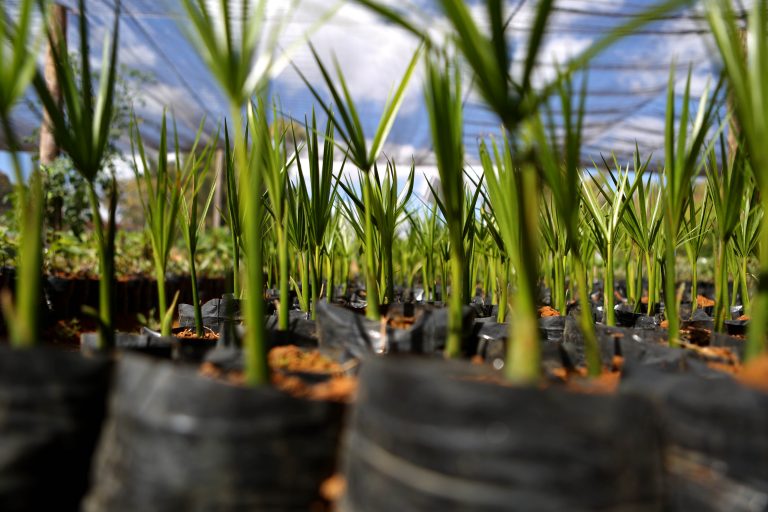 Meio Ambiente - geral - mudas plantas viveiro reflorestamento