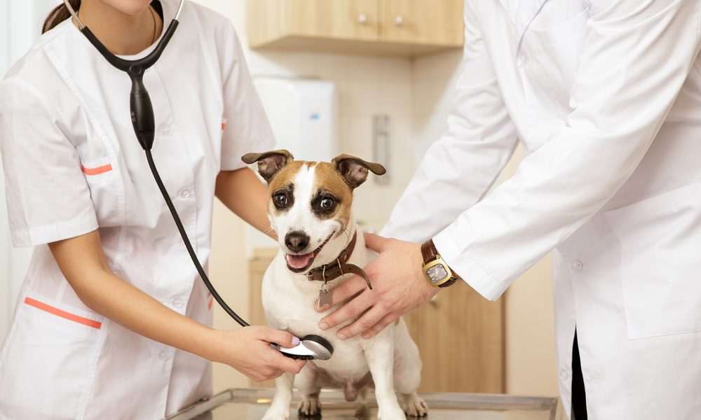 Animal doente (REPRISE)