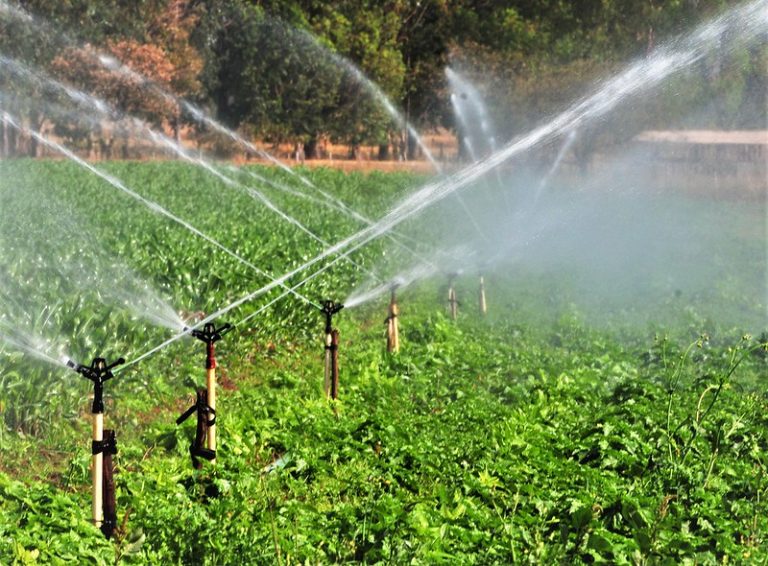 Plantação sendo molhada por sistema de irrigação num dia ensolarado