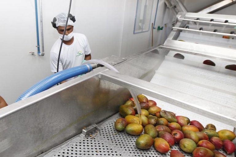 Homem trabalha numa indústria de alimentos. Ele usa camisa, touca e máscara brancos e lava frutas numa máquina