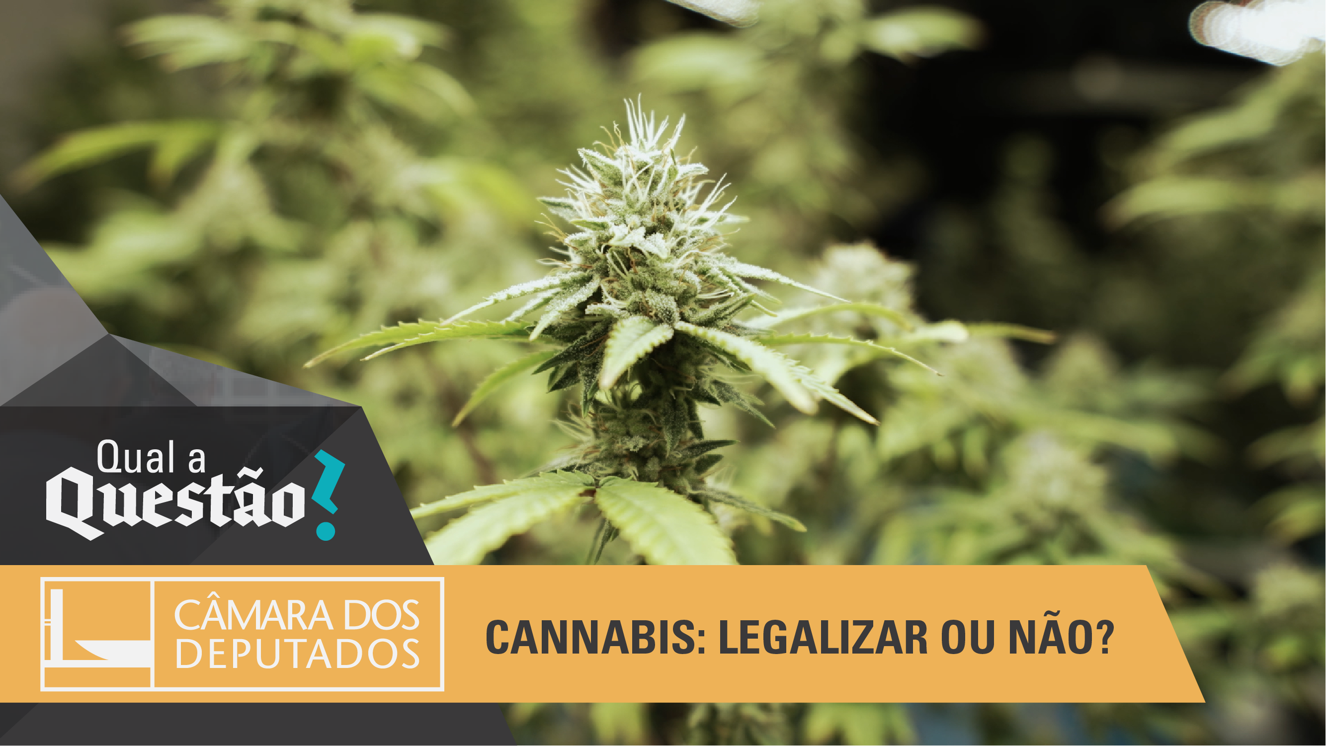 Cannabis: regulamentar ou não?