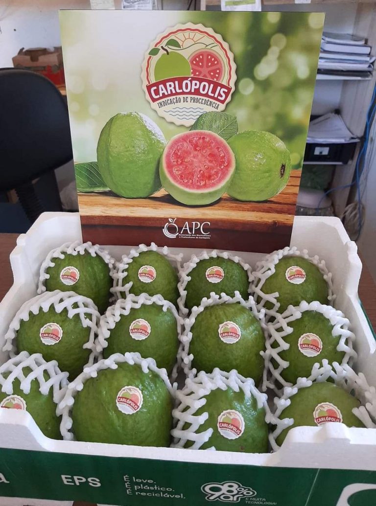 Goiaba produzida em Carlópolis recebeu selo do INPI