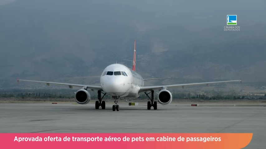 Câmara aprova projeto que obriga aéreas a transportar pets na cabine