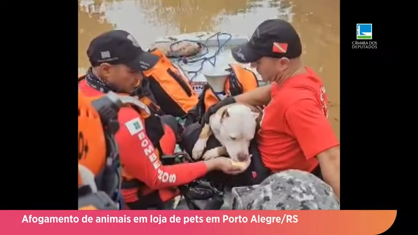Afogamento de animais em loja de pets em Porto Alegre/RS