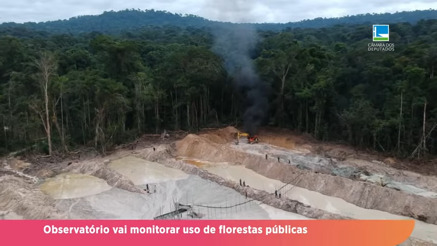 Observatório vai monitorar uso de florestas públicas