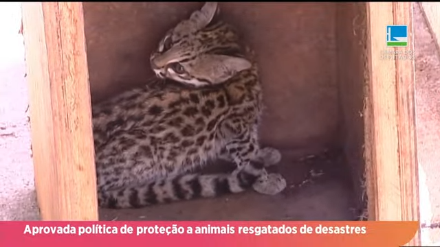 Direto da Câmara - Plenário aprova medidas de acolhimento a animais resgatados em desastres