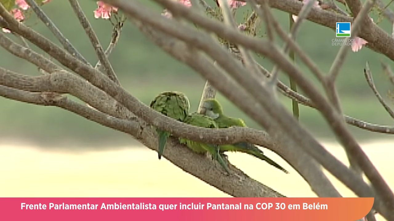 Frente Parlamentar Ambientalista quer incluir o Pantanal na COP 30 em Belém