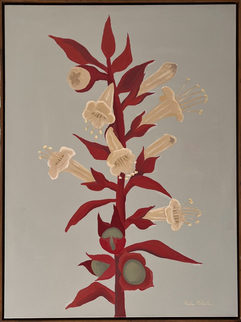 Câmara apresenta mostra “Raízes do Invisível, Retratos do Cerrado”