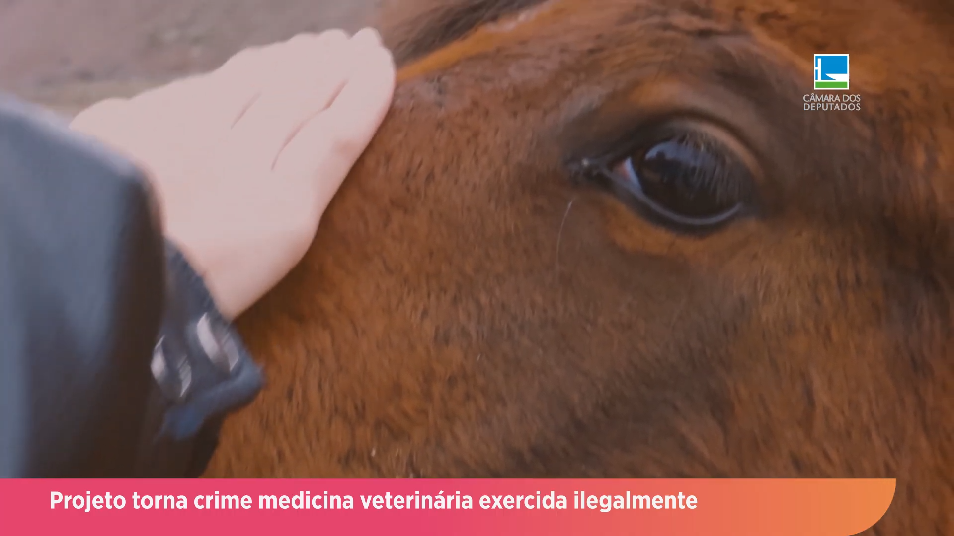 Projeto criminaliza exercício ilegal da medicina veterinária