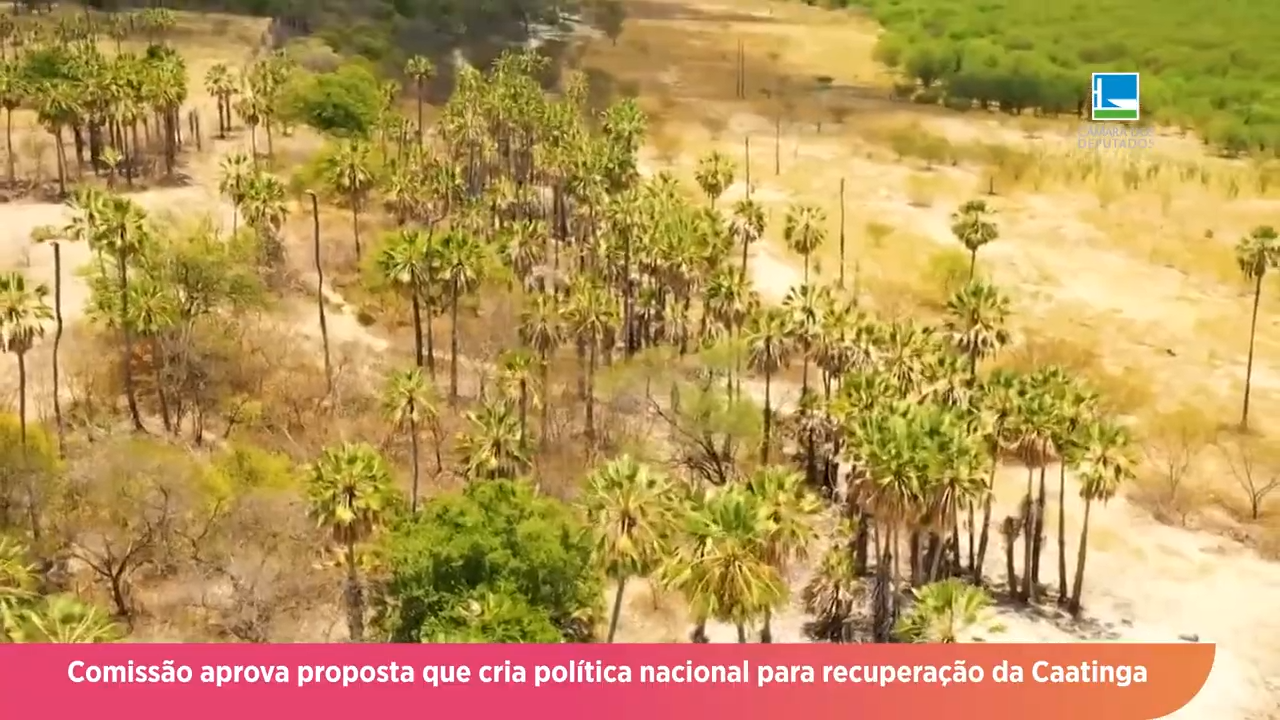 Proposta aprovada cria Política Nacional para Recuperação da Caatinga