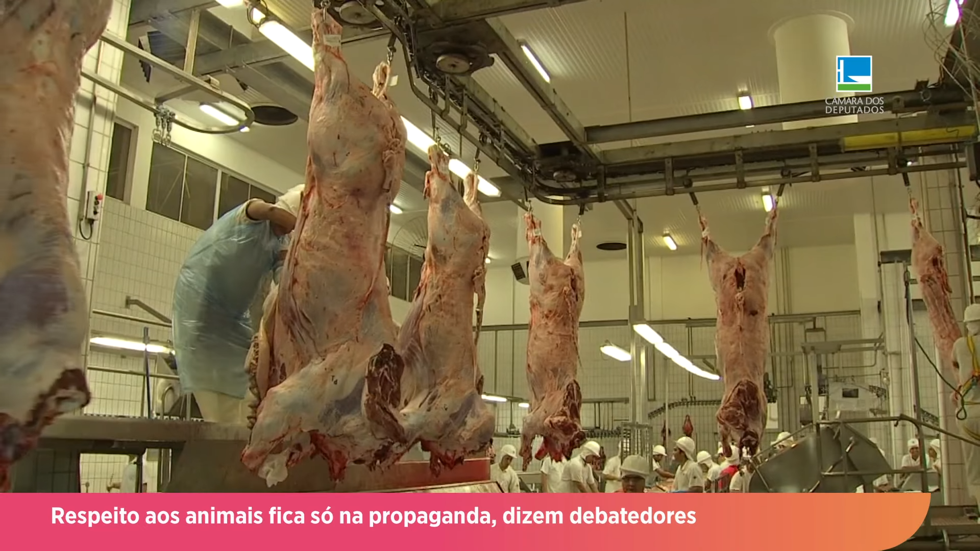 Respeito aos animais fica só na propaganda, dizem debatedores
