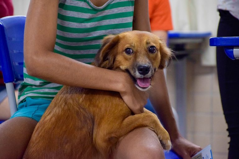 Meio Ambiente - animais e natureza - vacinação - pet - tutor - tutores - cão - cachorro