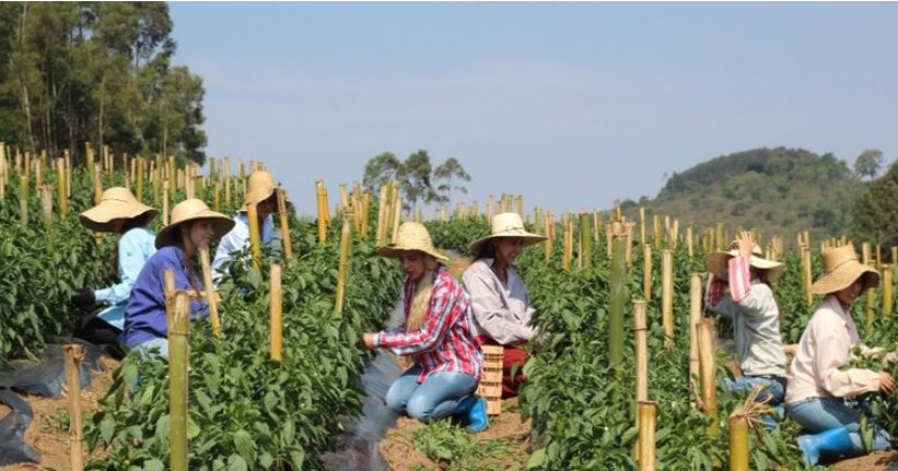 Mulheres na Agricultura (reprise)