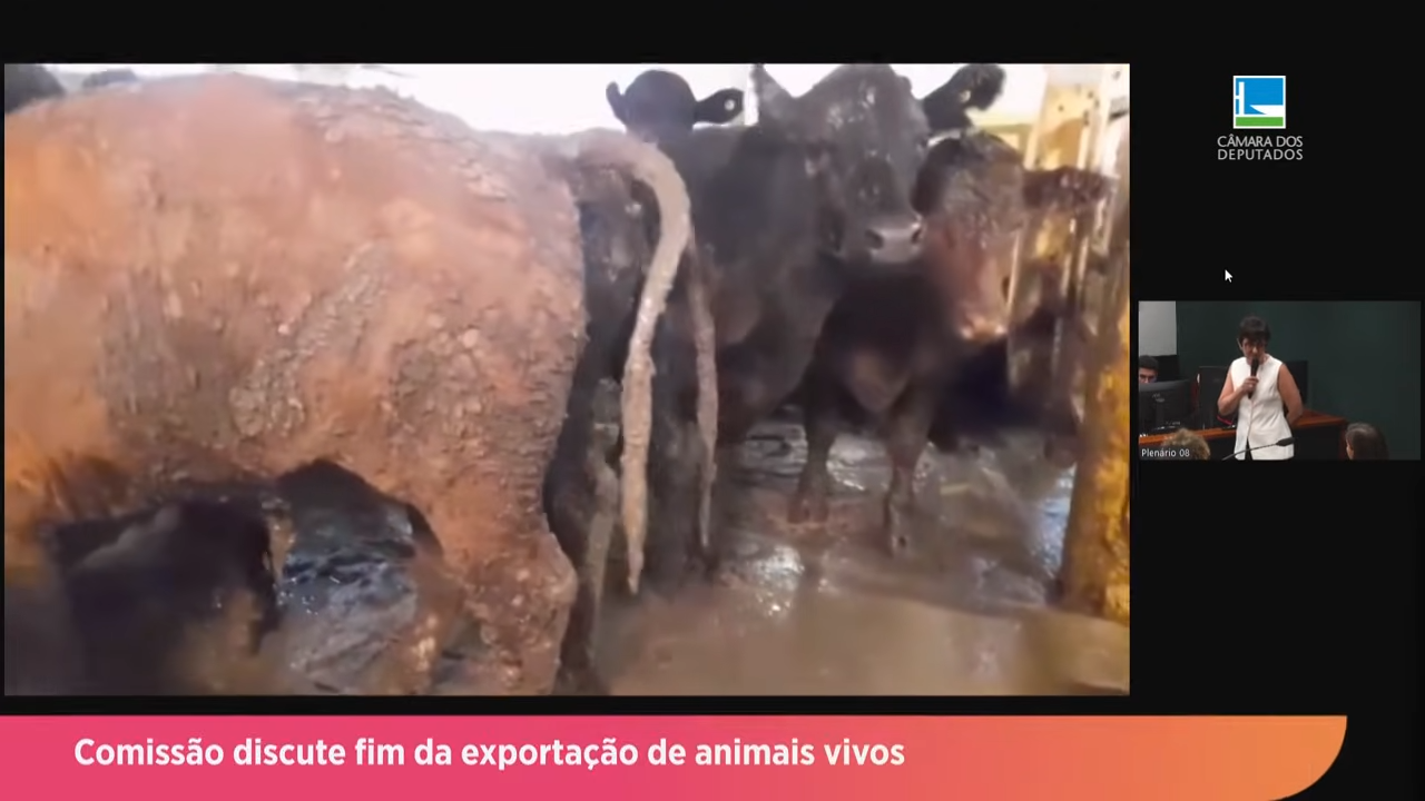 Comissão discute fim da exportação de animais vivos