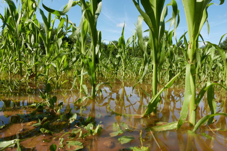 Retrospectiva 2025: aprovada ampliação do acesso de agricultores familiares ao Garantia-Safra