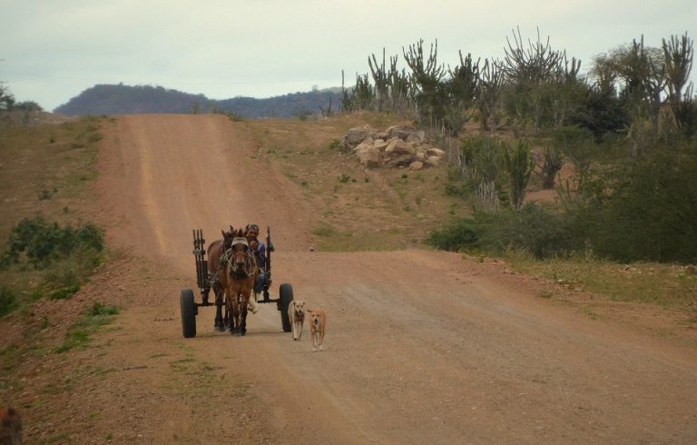 Meio Ambiente - geral - caatinga bioma Nordeste nordestino seca sertão semiárido