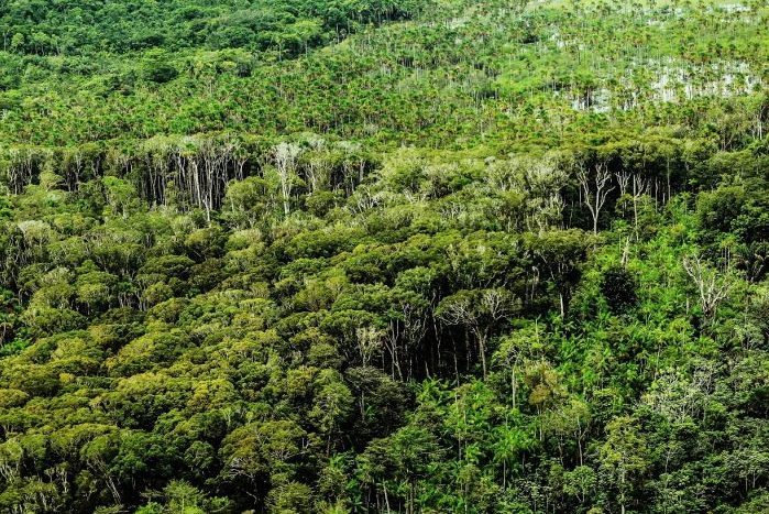 Amazônia paraense. Vista aérea. Rio. Pará. Floresta.