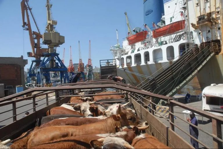 Transporte marítimo de animais