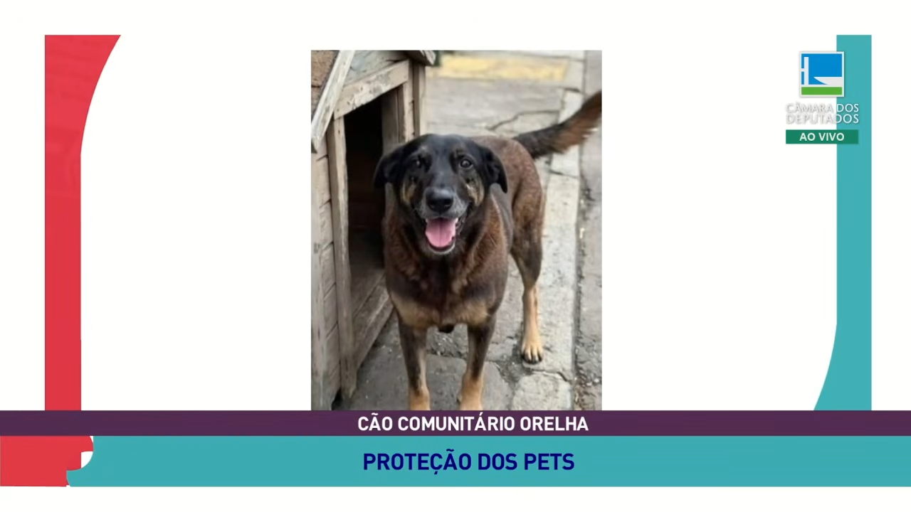 Participação Popular | Proteção dos pets