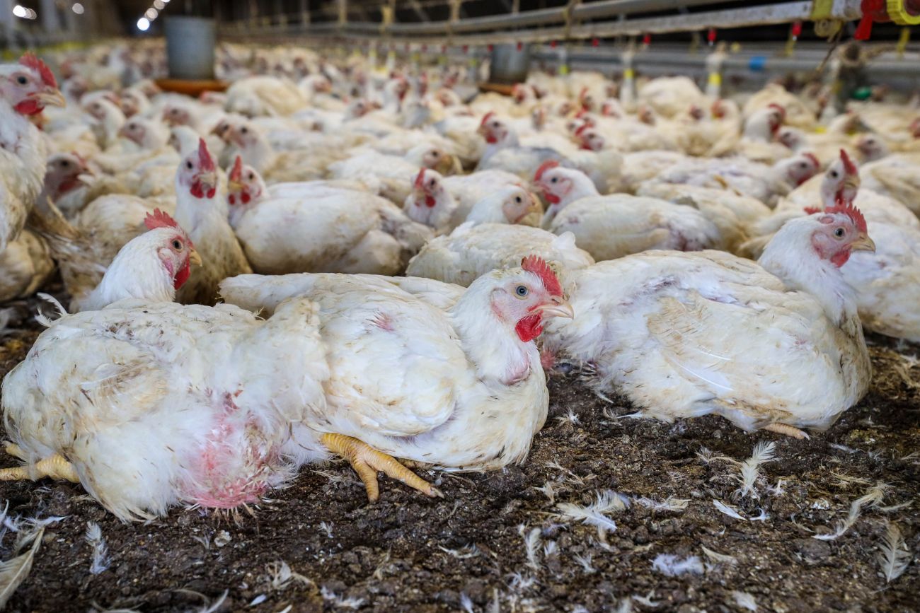 Descrição da imagem da notícia