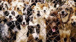 Abrigo de cães