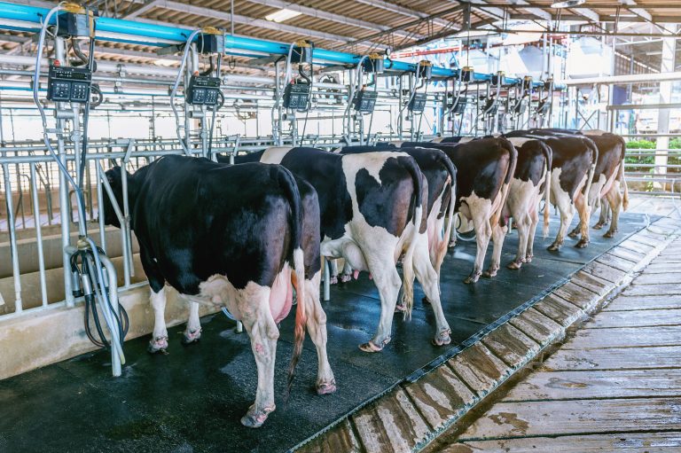 Projeto de lei cria programa de valorização da pecuária leiteira Projeto de lei cria programa de valorização da pecuária leiteira
